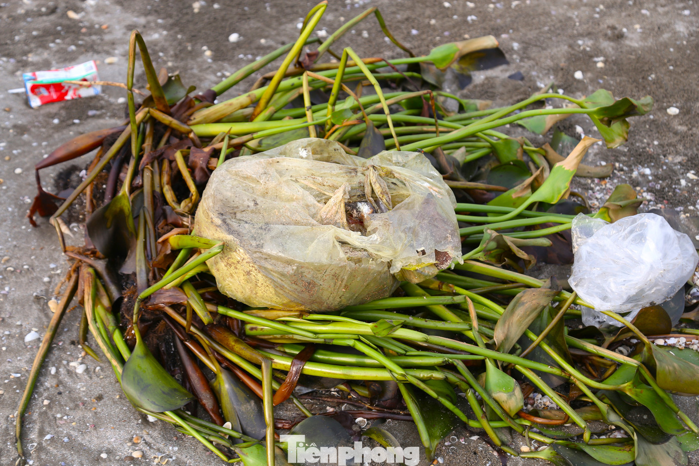 Bèo tây, rác thải dọc bãi biển Hòn Câu.