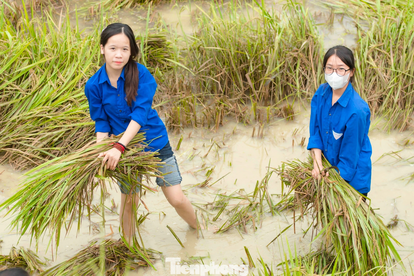 Diện tích lúa mà các bạn đoàn viên thanh niên đã gặt là hơn 2 sào.