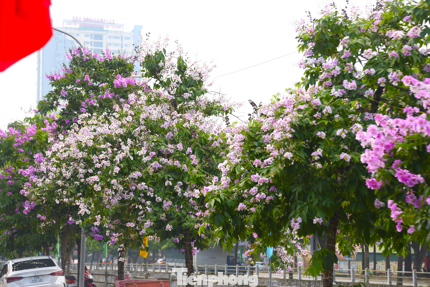 Ngoài màu hoa phổ biến là màu tím biếc, bằng lăng còn có màu tím phớt hồng hay tím phớt trắng.