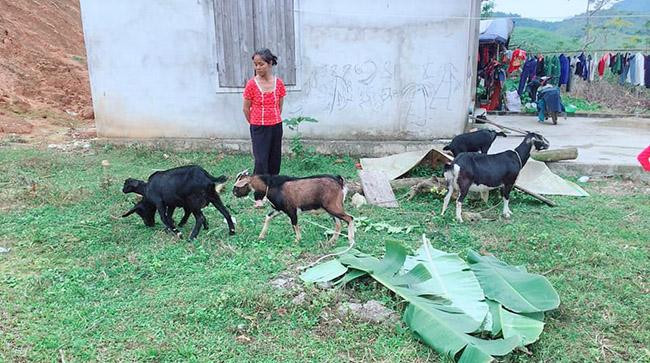 Trao tặng dê giống cho hộ nghèo ở xã Phúc Sơn, huyện Anh Sơn, Nghệ An Trao tặng dê giống cho hộ nghèo ở xã Phúc Sơn, huyện Anh Sơn, Nghệ An