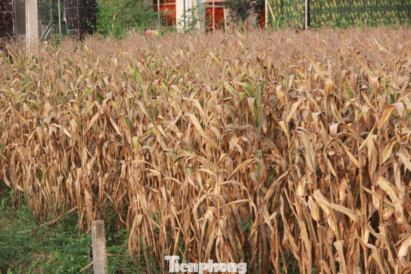 Nhiều diện tích ngô trên địa bàn huyện Tân Kỳ bị cháy lá