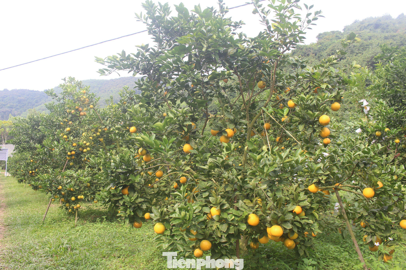 Nhiều cây được chủ vườn dùng gậy chống vì quá nhiều quả. Nhiều cây được chủ vườn dùng gậy chống vì quá nhiều quả.