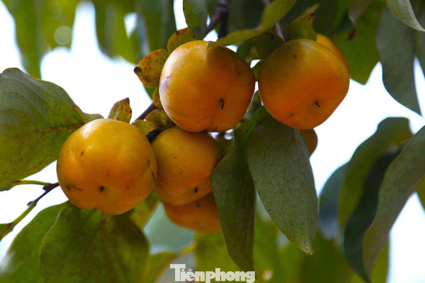 Hồng được xem là một trong những cây trồng đem lại nguồn thu nhập ổn định cho người dân xã Nam Anh. Theo người dân địa phương, phần lớn các gia đình ở xã này đều trồng hồng, người ít thì vài cây, người nhiều 1,5 - 2 ha. Hồng ở xã Nam Anh có nhiều loại, nhưng chủ yếu là hồng trứng, hồng cậy. Hồng được xem là một trong những cây trồng đem lại nguồn thu nhập ổn định cho người dân xã Nam Anh. Theo người dân địa phương, phần lớn các gia đình ở xã này đều trồng hồng, người ít thì vài cây, người nhiều 1,5 - 2 ha. Hồng ở xã Nam Anh có nhiều loại, nhưng chủ yếu là hồng trứng, hồng cậy.