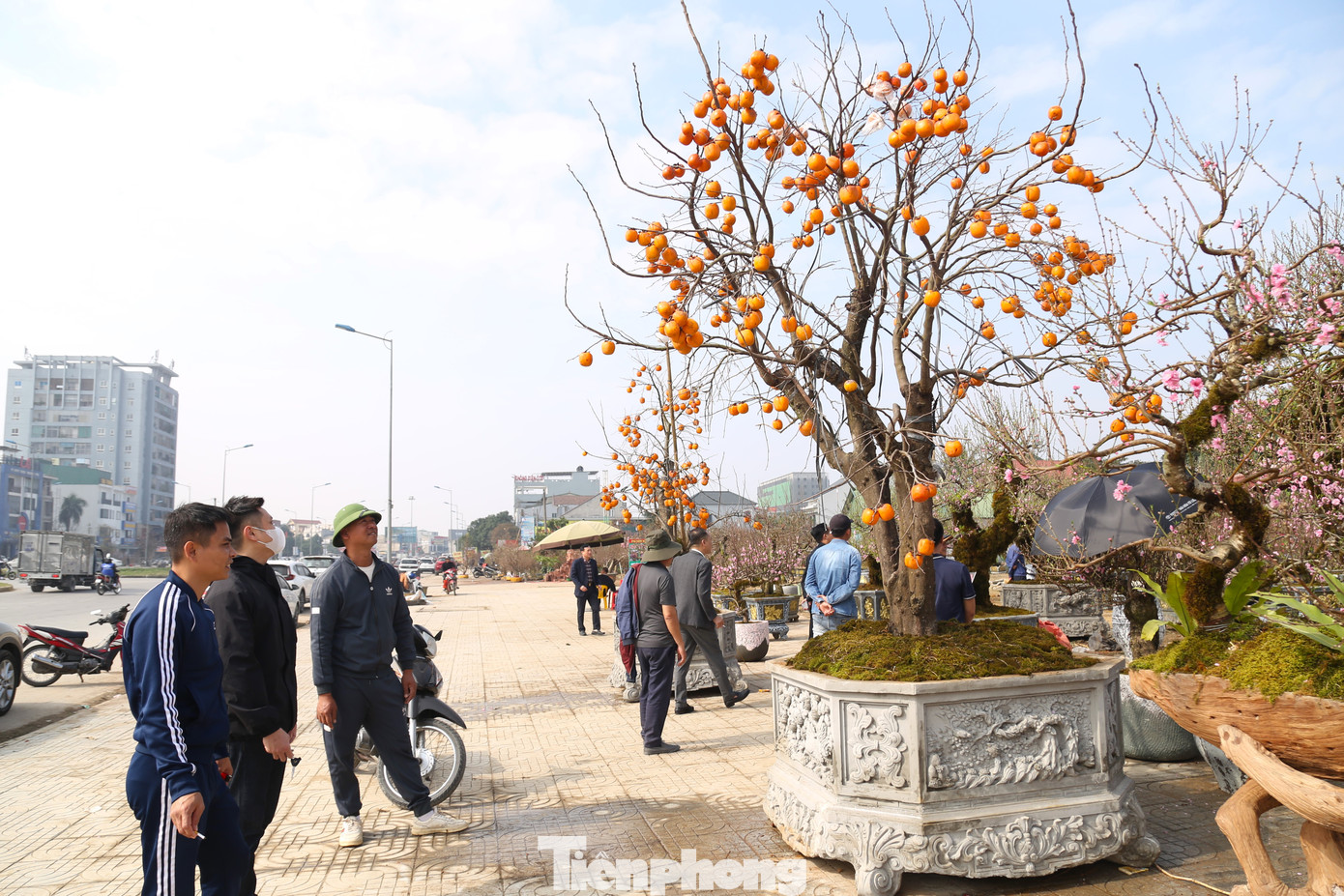 Bên cạnh những cây cảnh truyền thống như đào, quất, thị trường Tết Ất Tỵ 2025 ở thành phố Vinh (Nghệ An) có thêm cây hồng nguyên quả. Đây là lần đầu tiên, thị trường hoa, cây cảnh Tết ở thành phố Vinh xuất hiện loại cây hồng này, thu hút nhiều người đến chiêm ngưỡng. Bên cạnh những cây cảnh truyền thống như đào, quất, thị trường Tết Ất Tỵ 2025 ở thành phố Vinh (Nghệ An) có thêm cây hồng nguyên quả. Đây là lần đầu tiên, thị trường hoa, cây cảnh Tết ở thành phố Vinh xuất hiện loại cây hồng này, thu hút nhiều người đến chiêm ngưỡng.