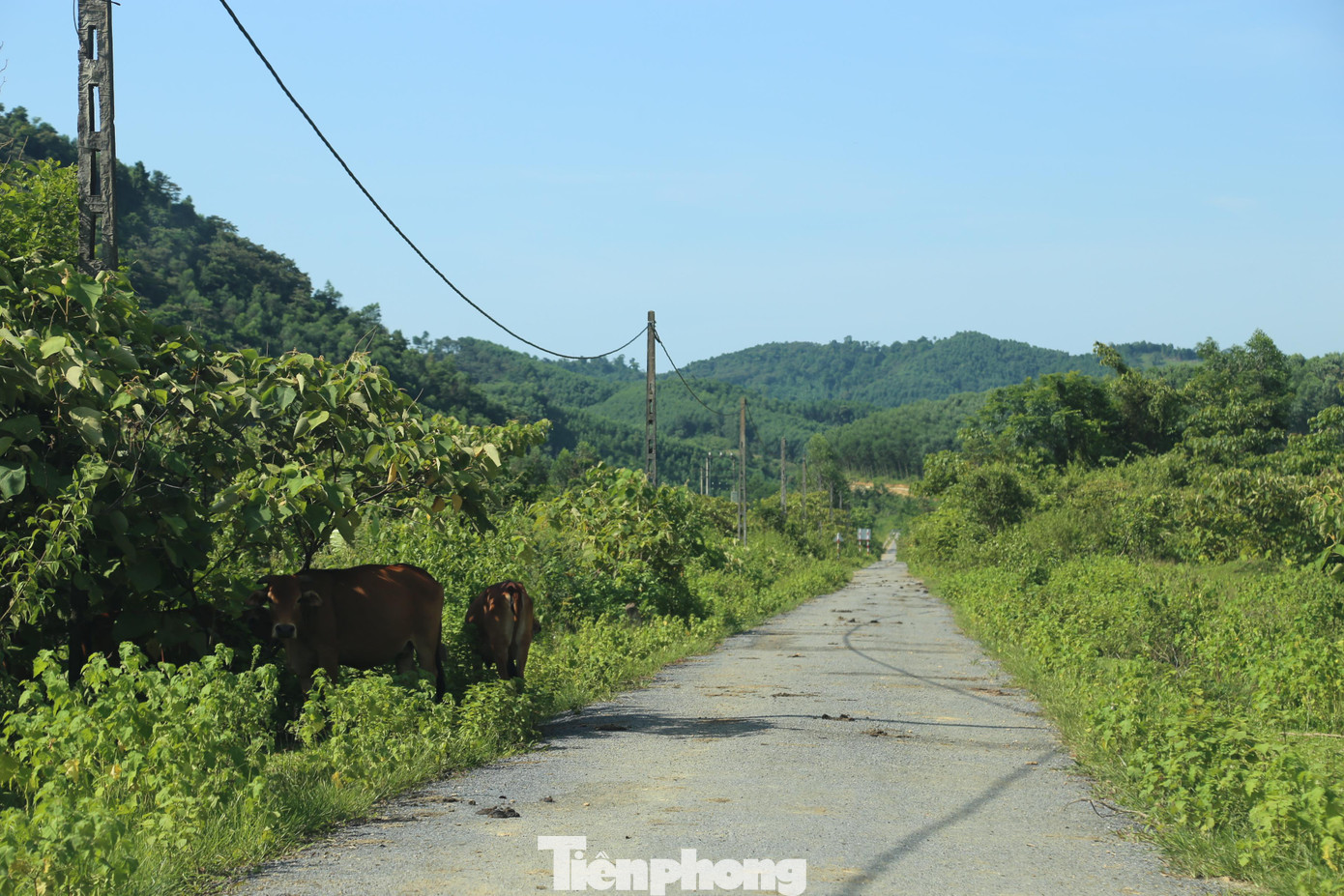 Các cột điện đứng trơ trọi giữa núi rừng hoang vu.