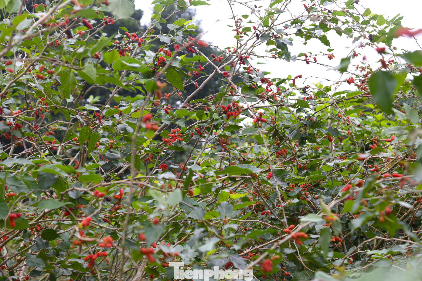 Với đặc thù đất pha cát, rất phù hợp với cây dâu, khoảng 10 năm nay, người dân xã Nghi Đức, TP Vinh đã chuyển sang trồng dâu lấy quả cung ứng cho thị trường.