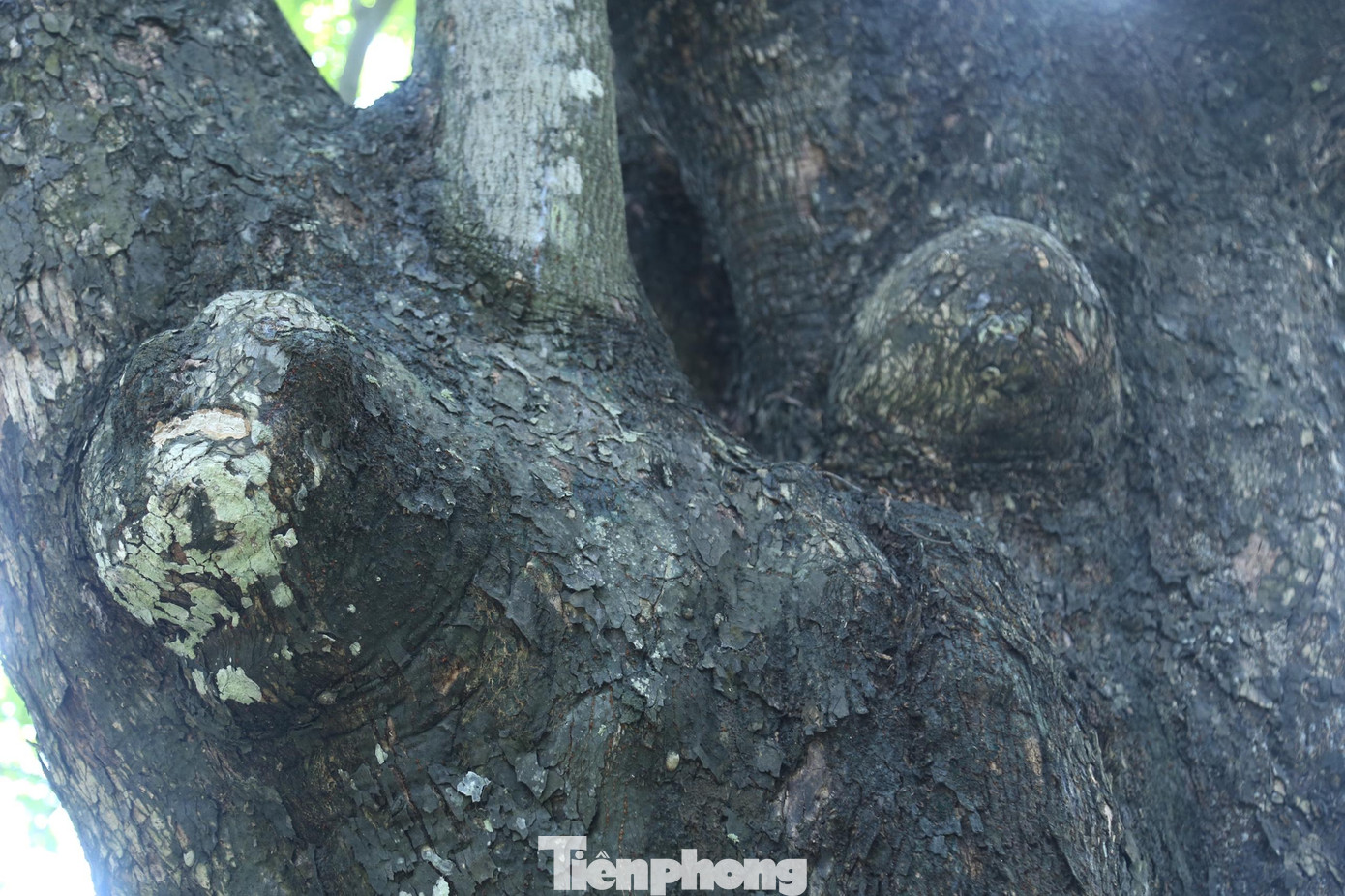 Dọc thân cây có nhiều khối u sần lớn.