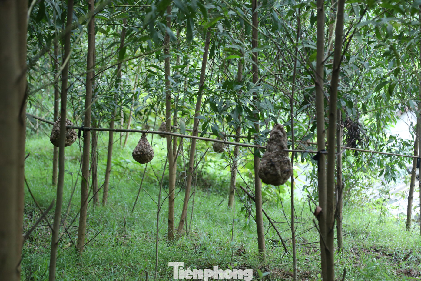 Những năm gần đây, nhiều hộ dân ở huyện Thanh Chương (Nghệ An) duy trì nghề nuôi ong vò vẽ trong vườn. Mỗi hộ nuôi từ vài chục đến cả trăm tổ ong vò vẽ. Nghề nuôi ong "tử thần" không tốn kém chi phí, cho thu nhập khá, nhưng tiềm ẩn nhiều nguy cơ. Những năm gần đây, nhiều hộ dân ở huyện Thanh Chương (Nghệ An) duy trì nghề nuôi ong vò vẽ trong vườn. Mỗi hộ nuôi từ vài chục đến cả trăm tổ ong vò vẽ. Nghề nuôi ong "tử thần" không tốn kém chi phí, cho thu nhập khá, nhưng tiềm ẩn nhiều nguy cơ.