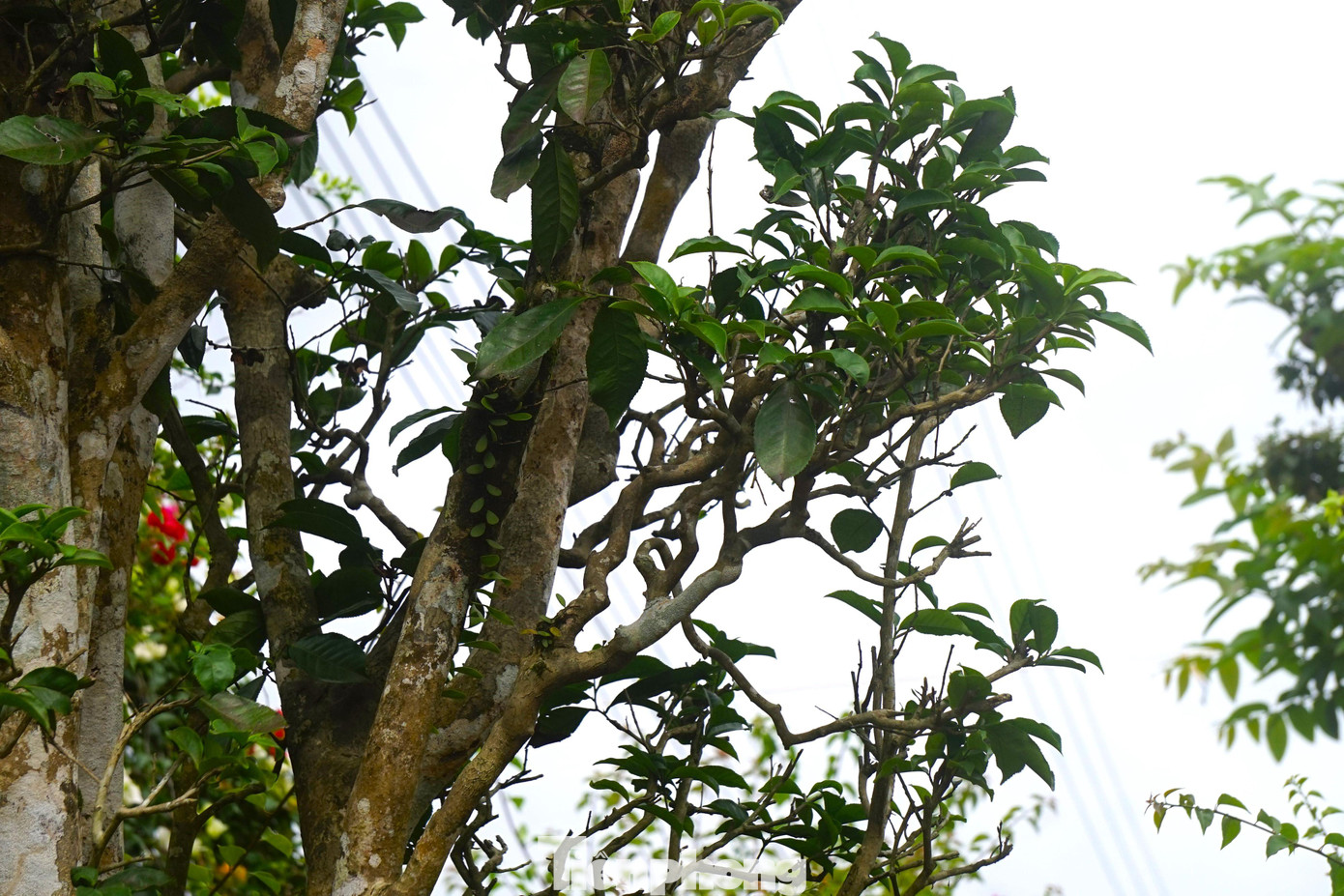 Mặc dù có giá khá ‘chát’ nhưng những cây chè cổ thụ đang là loại cây cảnh được nhiều người ưa chuộng.