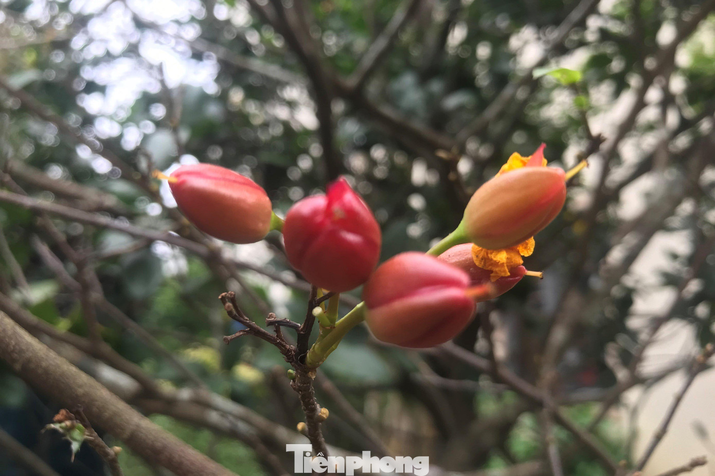 Mai tứ quý là loài hoa nở đến 2 lần trong năm. Ban đầu hoa có màu vàng 5 cánh. Sau khi các cánh này rụng đi thì 5 đài hoa sẽ chuyển sang màu đỏ, cụp lại và ôm lấy nhụy nhìn giống như một bông hoa mới nhú. Nhụy hoa sẽ kết hạt rồi hạt to dần, đẩy phần đài hoa bung ra trông như hoa mai đỏ vừa nở.