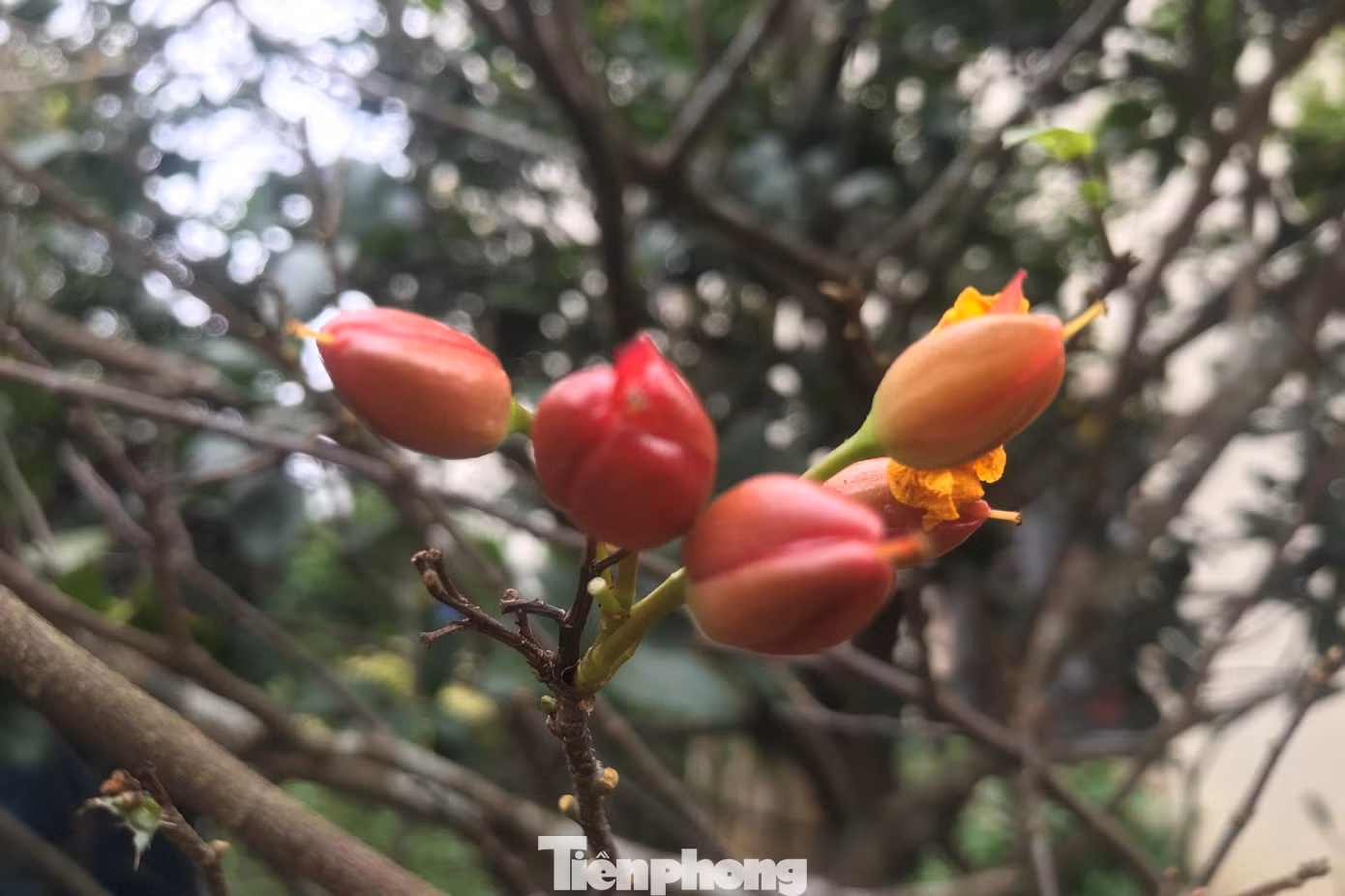 Mai tứ quý là loài hoa nở đến 2 lần trong năm. Ban đầu hoa có màu vàng 5 cánh. Sau khi các cánh này rụng đi thì 5 đài hoa sẽ chuyển sang màu đỏ, cụp lại và ôm lấy nhụy nhìn giống như một bông hoa mới nhú. Nhụy hoa sẽ kết hạt rồi hạt to dần, đẩy phần đài hoa bung ra trông như hoa mai đỏ vừa nở.