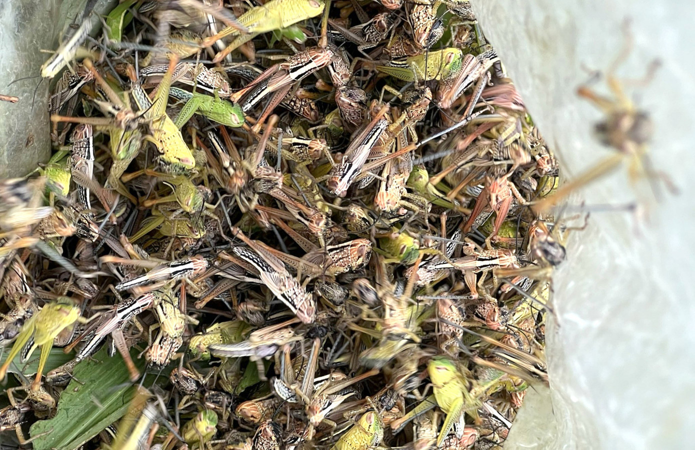 Việc diệt châu chấu hiện vẫn chưa đạt hiệu quả cao vì diện tích rừng mét quá lớn khi phun thuốc, bắt thủ công lại quá chậm. Việc diệt châu chấu hiện vẫn chưa đạt hiệu quả cao vì diện tích rừng mét quá lớn khi phun thuốc, bắt thủ công lại quá chậm.