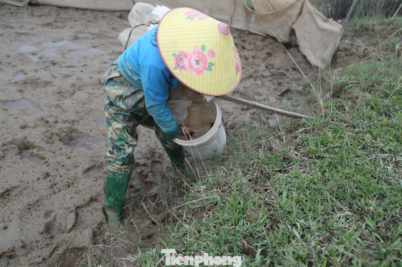 Bà Trần Thị Hồng (50 tuổi, trú xóm Phú Xuân, xã Châu Nhân), một người có thâm niên nhiều năm đi bắt cáy cho biết, ngày trước bà thường đi bắt cáy vào ban đêm, chỉ dùng tay để chụp nên mất công và năng suất không cao. Khoảng 3,4 năm trở lại đây, sau khi thấy một nhóm người ở Thanh Hóa vào dùng ống nhựa làm bẫy để đặt cáy nên đã học theo. Bà Trần Thị Hồng (50 tuổi, trú xóm Phú Xuân, xã Châu Nhân), một người có thâm niên nhiều năm đi bắt cáy cho biết, ngày trước bà thường đi bắt cáy vào ban đêm, chỉ dùng tay để chụp nên mất công và năng suất không cao. Khoảng 3,4 năm trở lại đây, sau khi thấy một nhóm người ở Thanh Hóa vào dùng ống nhựa làm bẫy để đặt cáy nên đã học theo.