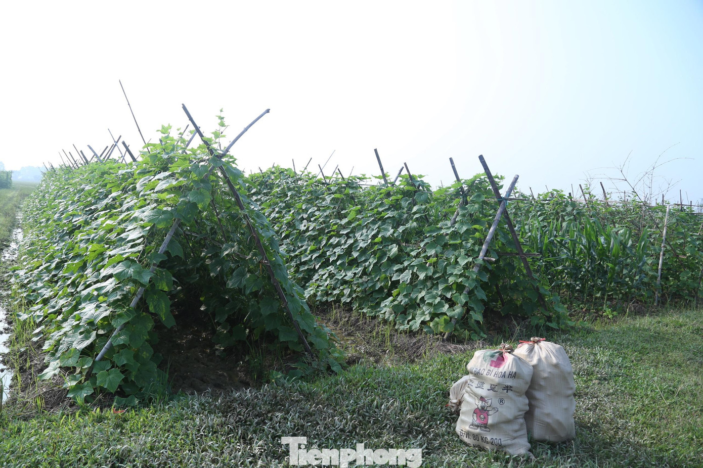 Nhiều hộ dân ở xã Tân Sơn, huyện Đô Lương, Nghệ An trồng dưa chuột vụ đông mang lại thu nhập cao.