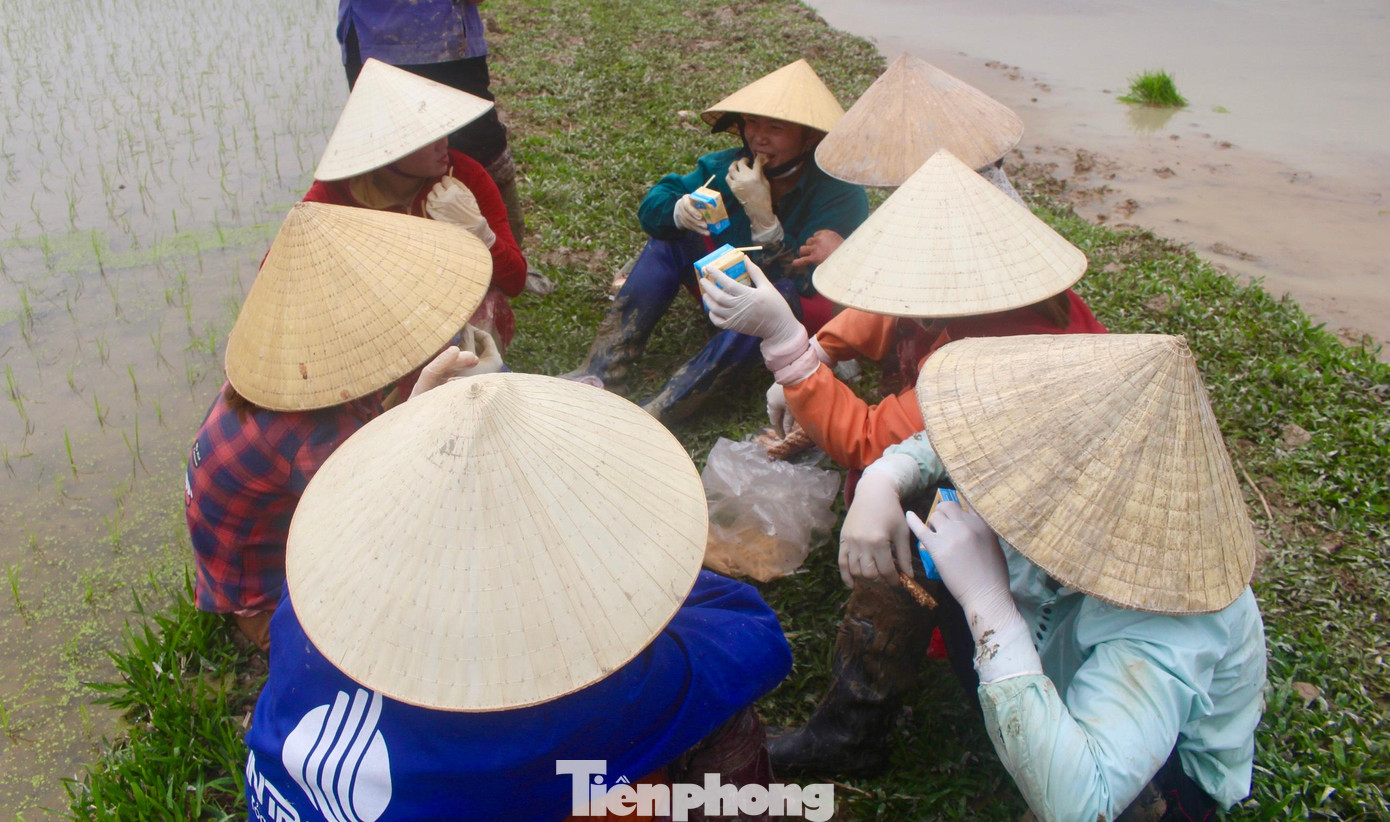 Một nhóm thợ cấy đang tranh thủ “lót dạ” giữa buổi để chống đói. Một nhóm thợ cấy đang tranh thủ “lót dạ” giữa buổi để chống đói.