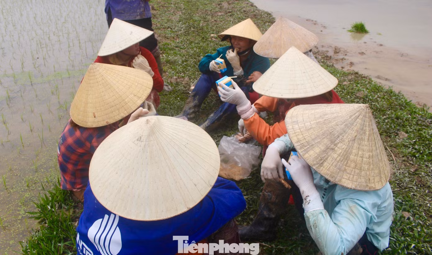 Một nhóm thợ cấy đang tranh thủ “lót dạ” giữa buổi để chống đói.