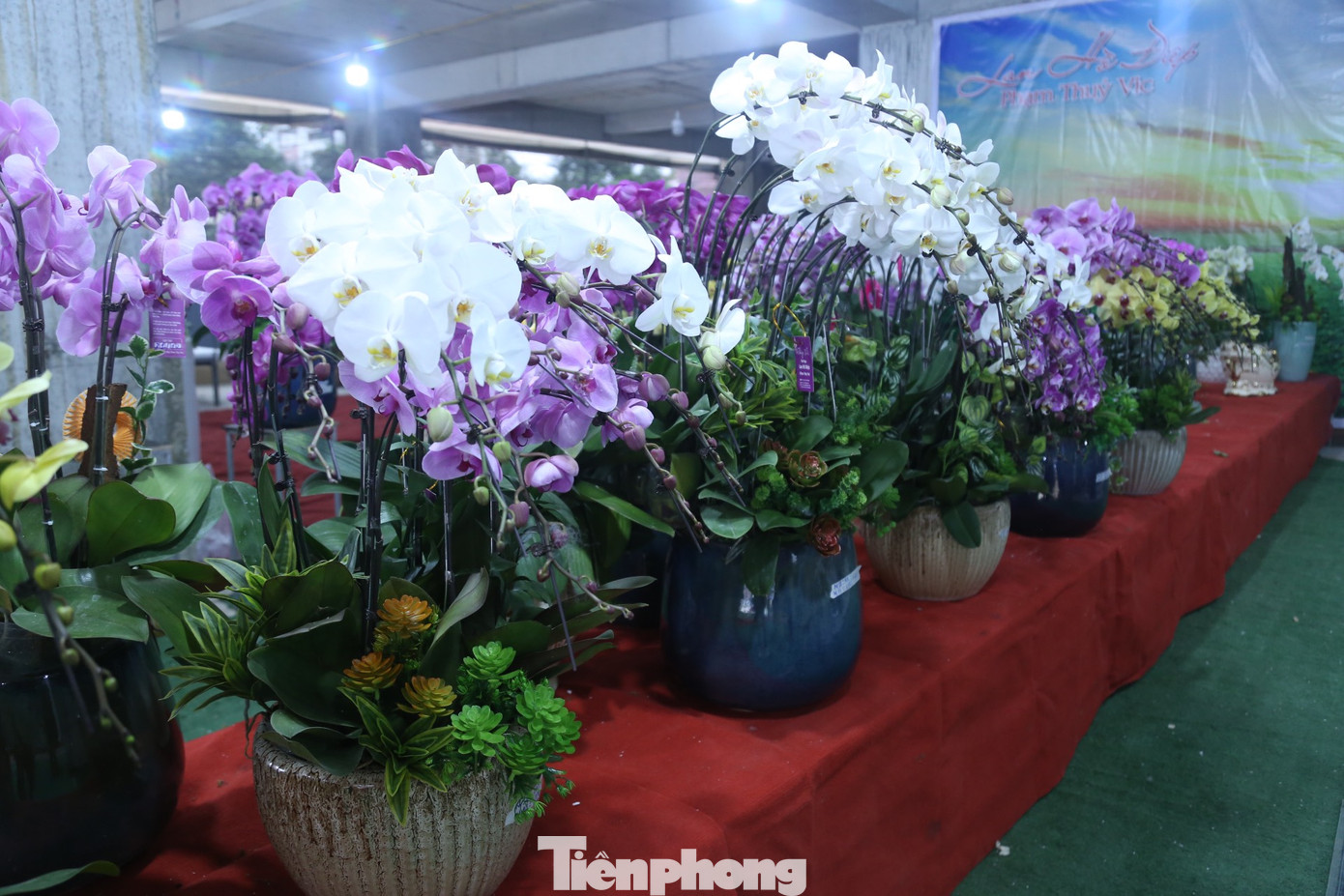 Những ngày này, dọc các con đường lớn như Đại lộ Lê nin, Nguyễn Thị Minh Khai,… (TP Vinh, Nghệ An) tràn ngập các loại hoa phục vụ Tết Nguyên đán 2023. Trong đó, hoa lan Hồ điệp được bày bán với số lượng lớn. Những chậu lan được ghép, trang trí với đủ các kích thước có giá từ vài triệu đồng đến hàng chục triệu đồng.