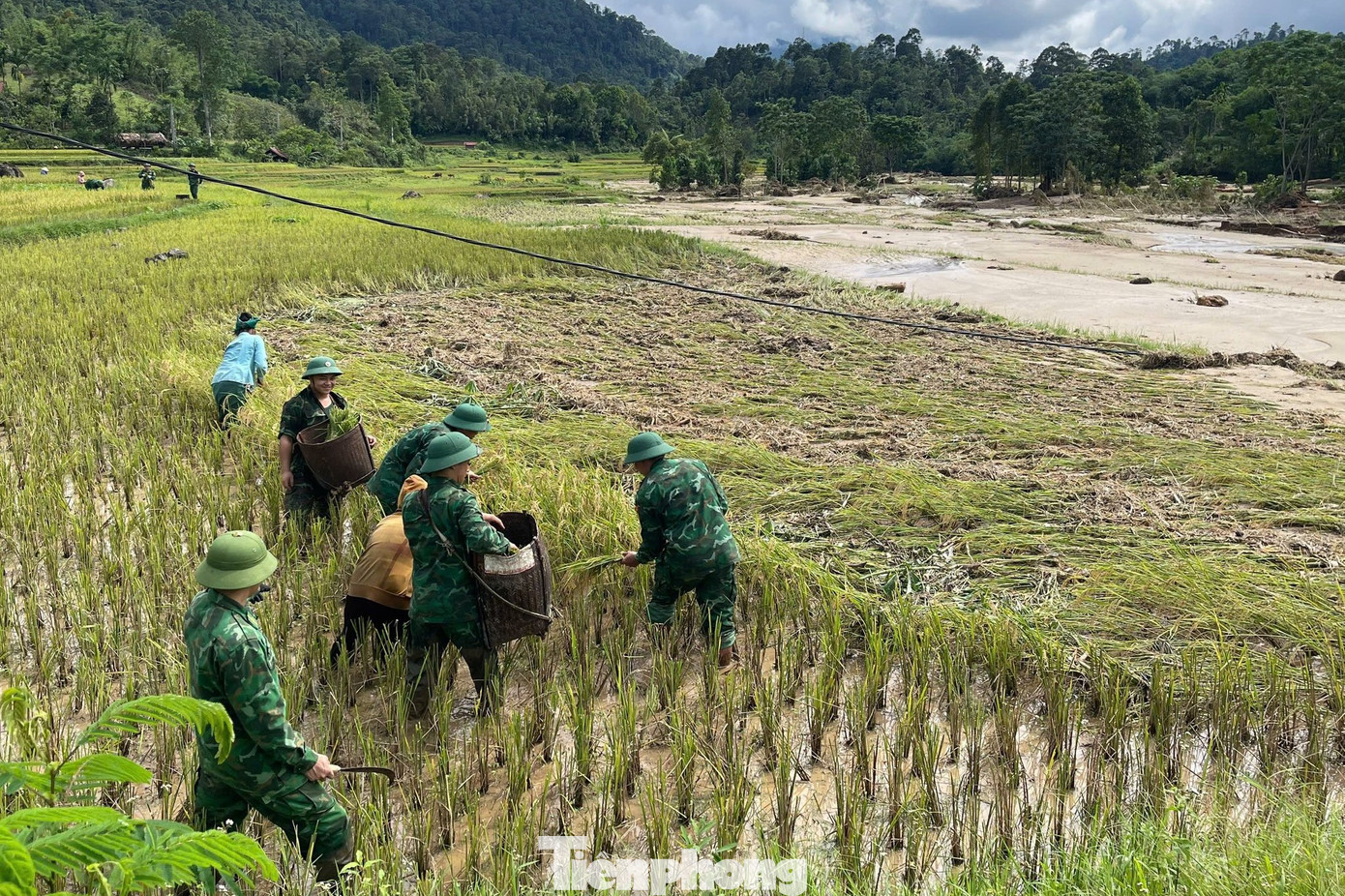 Cán bộ, chiến sĩ Đồn Biên phòng Hạnh Dịch giúp người dân thu hoạch diện tích lúa còn lại sau lũ quét.