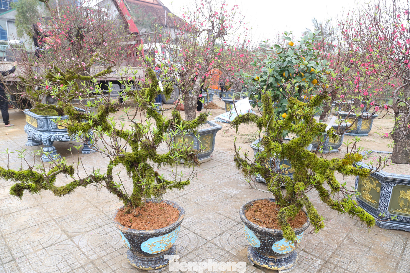 Ngoài ra, còn có những gốc đào Thất Thốn được phủ đầy rêu từ gốc đến ngọn, vừa tăng tính thẩm mỹ, vừa tăng giá trị cho cây.