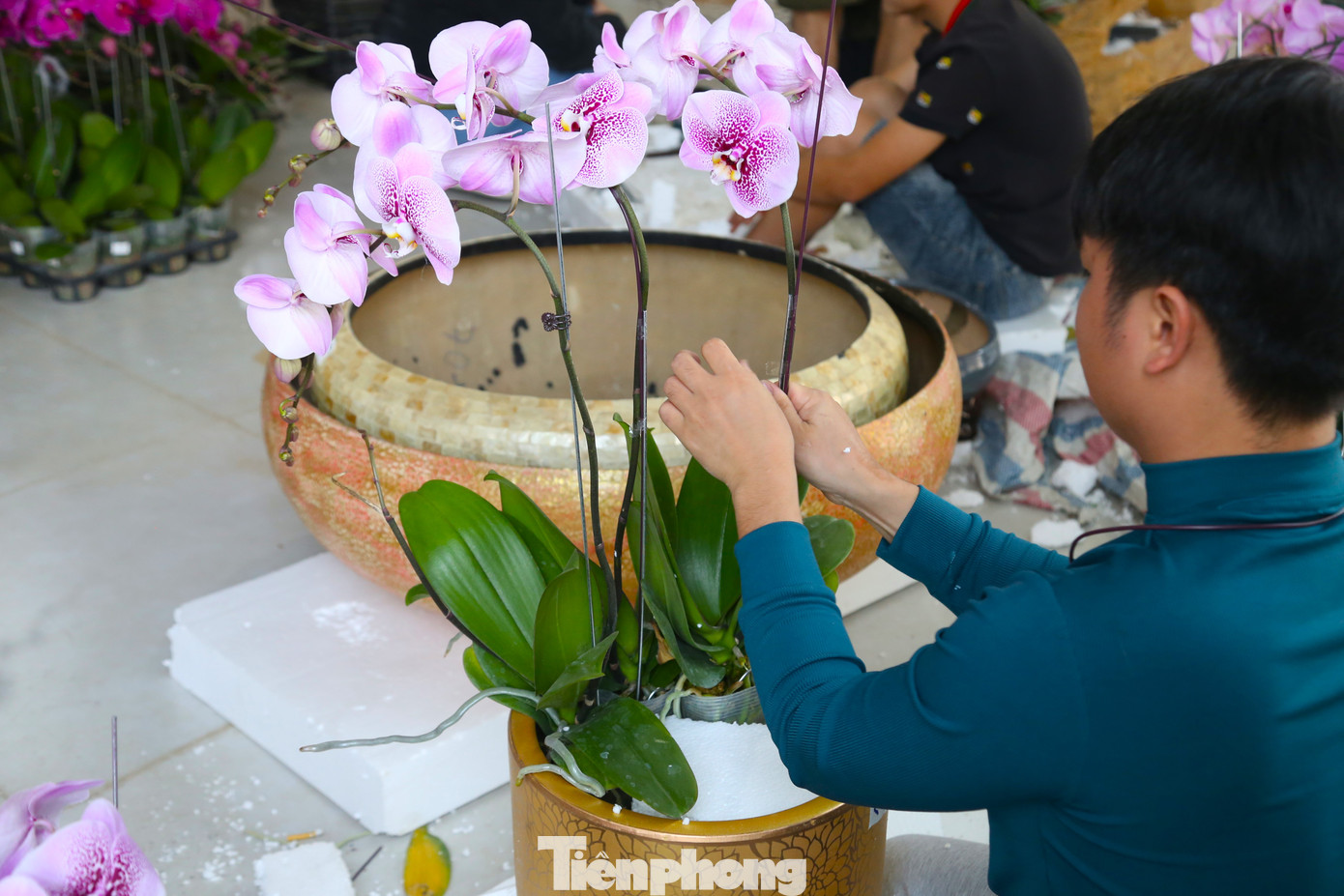 Trung bình mỗi ngày, anh Tiến cắm được 300-400 cành lan, kiếm được 5-7 triệu đồng. Ngày cao điểm, làm việc cật lực, anh có thể kiếm được 10 triệu đồng. “Công việc khá vất vả khi phải làm việc liên tục, có ngày chúng tôi chỉ ngủ vài tiếng rồi lại tranh thủ làm việc. Vụ lan Tết thường chỉ kéo dài khoảng 20 ngày, nếu chăm chỉ, tranh thủ làm ngày làm đêm, có thể kiếm được 100 triệu đồng”, anh Tiến cho hay.