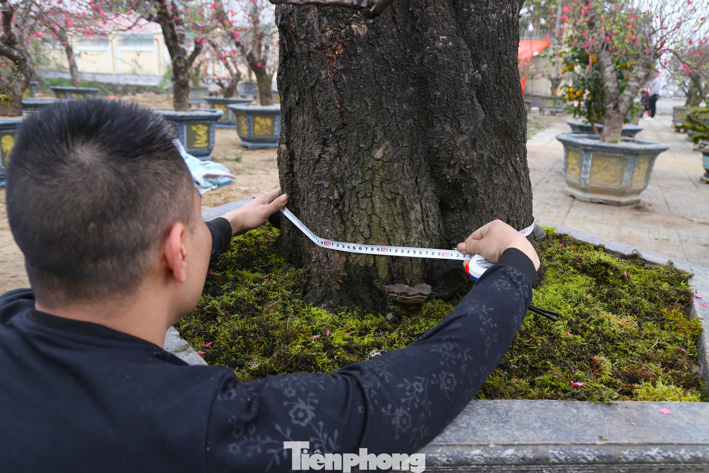 Chu vi lớn nhất của gốc đào này là 160cm.