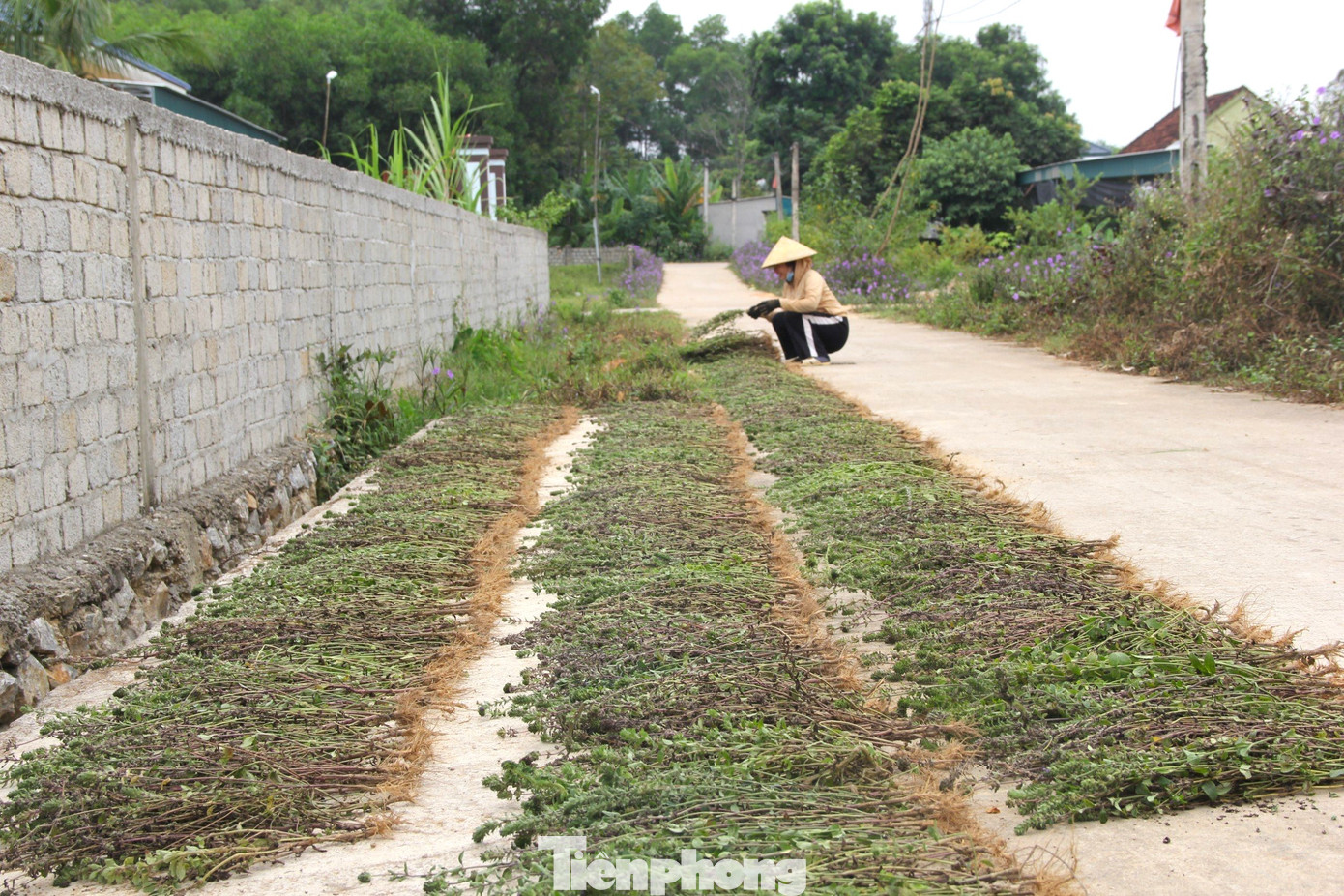 Là xã bán sơn địa thường xuyên khô hạn, cây nhân trần đã mang lại thu nhập, giúp nhiều gia đình thoát nghèo.