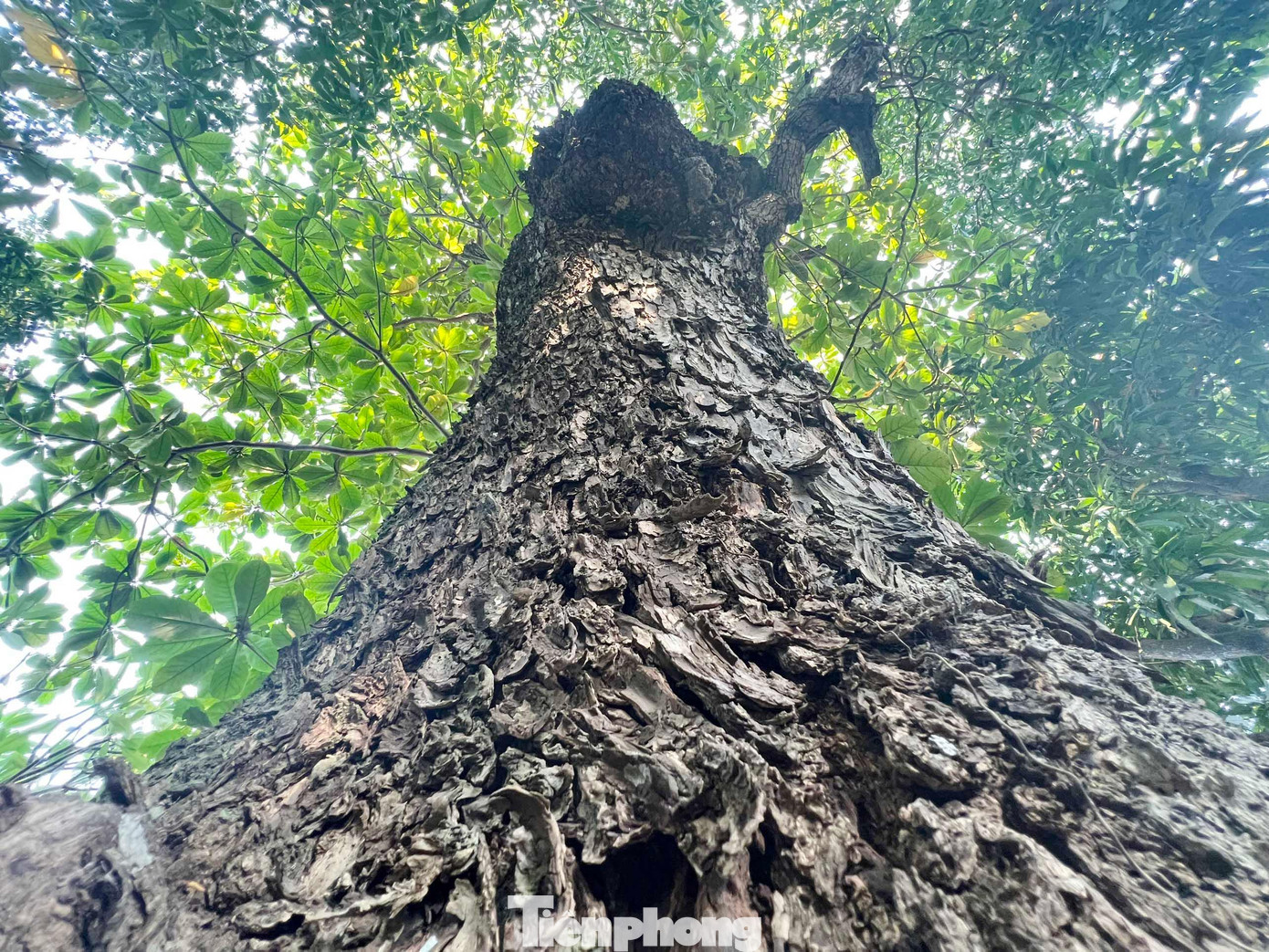 Bà Đinh Thị Oanh, thành viên Ban quản lý đền Vạn Lộc cho biết, cây bàng cổ thụ trong đền đã có từ lâu đời. Cây cao khoảng 12m, chu vi gốc cây nơi lớn nhất khoảng hơn 4m. Khoảng vài chục năm trở lại đây, thân chính của cây bị mục, rỗng từ dưới lên trên, dưới gốc bị hở một lối lớn.