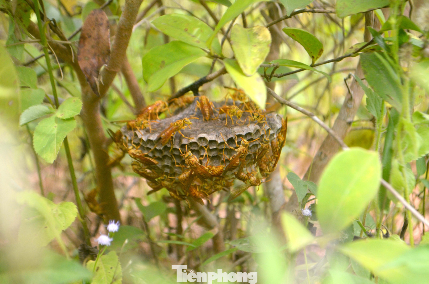 Anh Hiệp cho biết, mùa săn ong vàng bắt đầu từ cuối tháng 6 đầu tháng 7 dương lịch. Đây là thời điểm tổ ong to và nhiều nhộng ong. Đặc tính loài ong vàng là làm tổ ở bụi rậm, có khi còn làm nhiều tổ cách nhau vài ba mét. Anh Hiệp cho biết, mùa săn ong vàng bắt đầu từ cuối tháng 6 đầu tháng 7 dương lịch. Đây là thời điểm tổ ong to và nhiều nhộng ong. Đặc tính loài ong vàng là làm tổ ở bụi rậm, có khi còn làm nhiều tổ cách nhau vài ba mét.