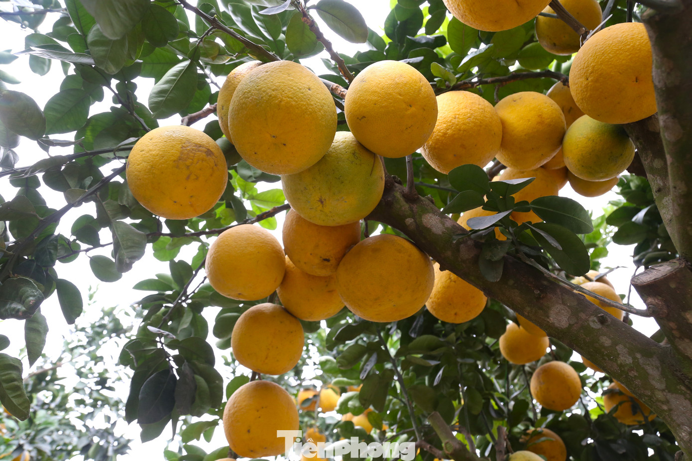 Cây bưởi sai trĩu quả, vàng ươm.