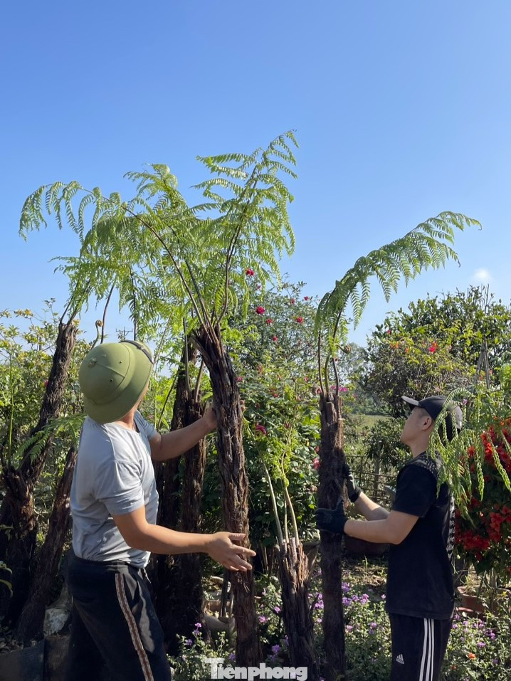 “Giá của một cây dương xỉ dao động từ 500.000 đồng - 5 triệu đồng. Thậm chí có cây còn lên đến cả chục triệu đồng tuỳ vào kích thước, dáng, thế”, chị Hằng chia sẻ.