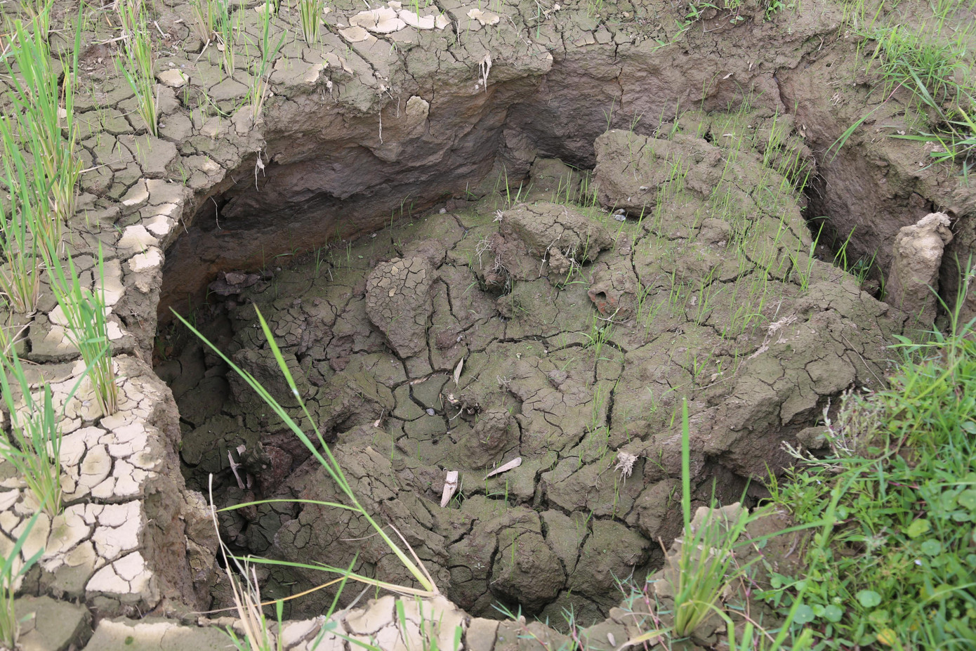 Ruộng lúa ở Châu Hồng liên tiếp xuất hiện "hố tử thần" Ruộng lúa ở Châu Hồng liên tiếp xuất hiện "hố tử thần"
