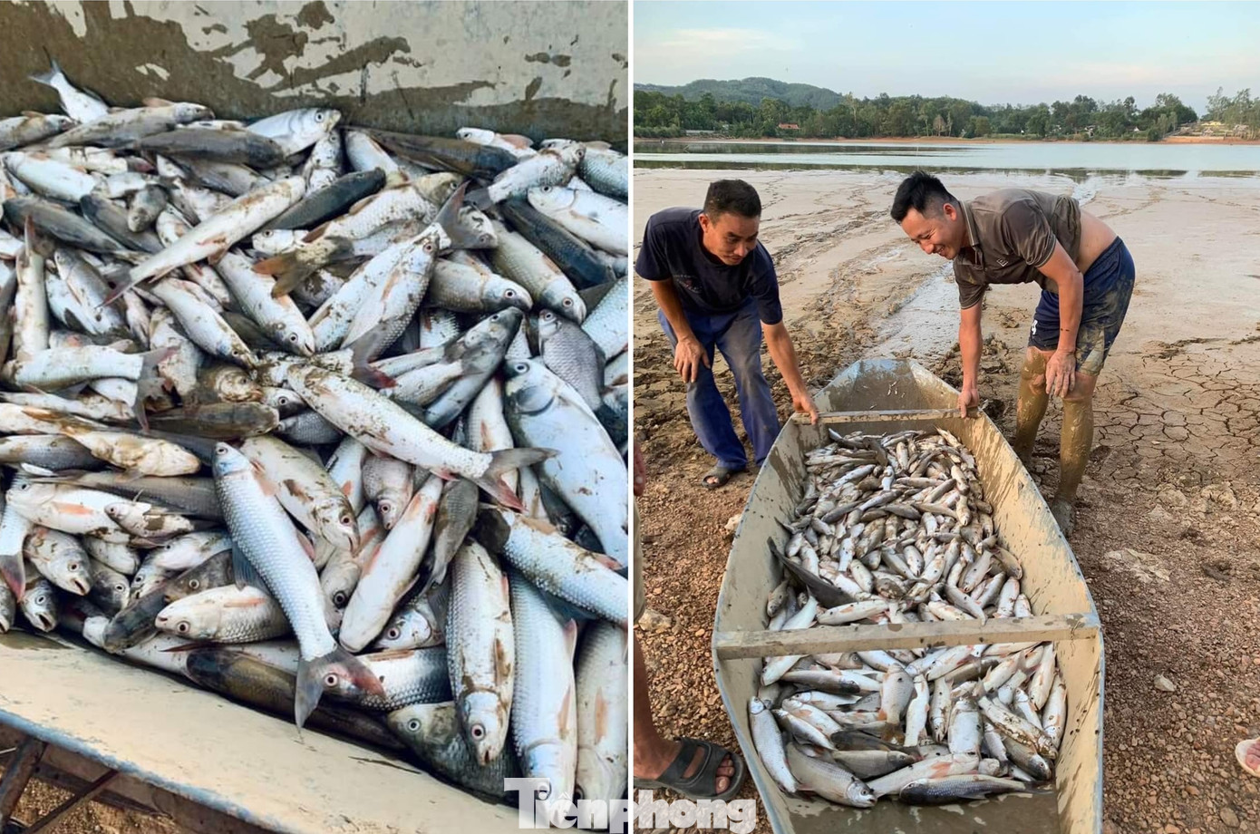 Tại đập Và, xã Thuận Sơn, huyện Đô Lương, nắng nóng khiến cá chết hàng loạt.