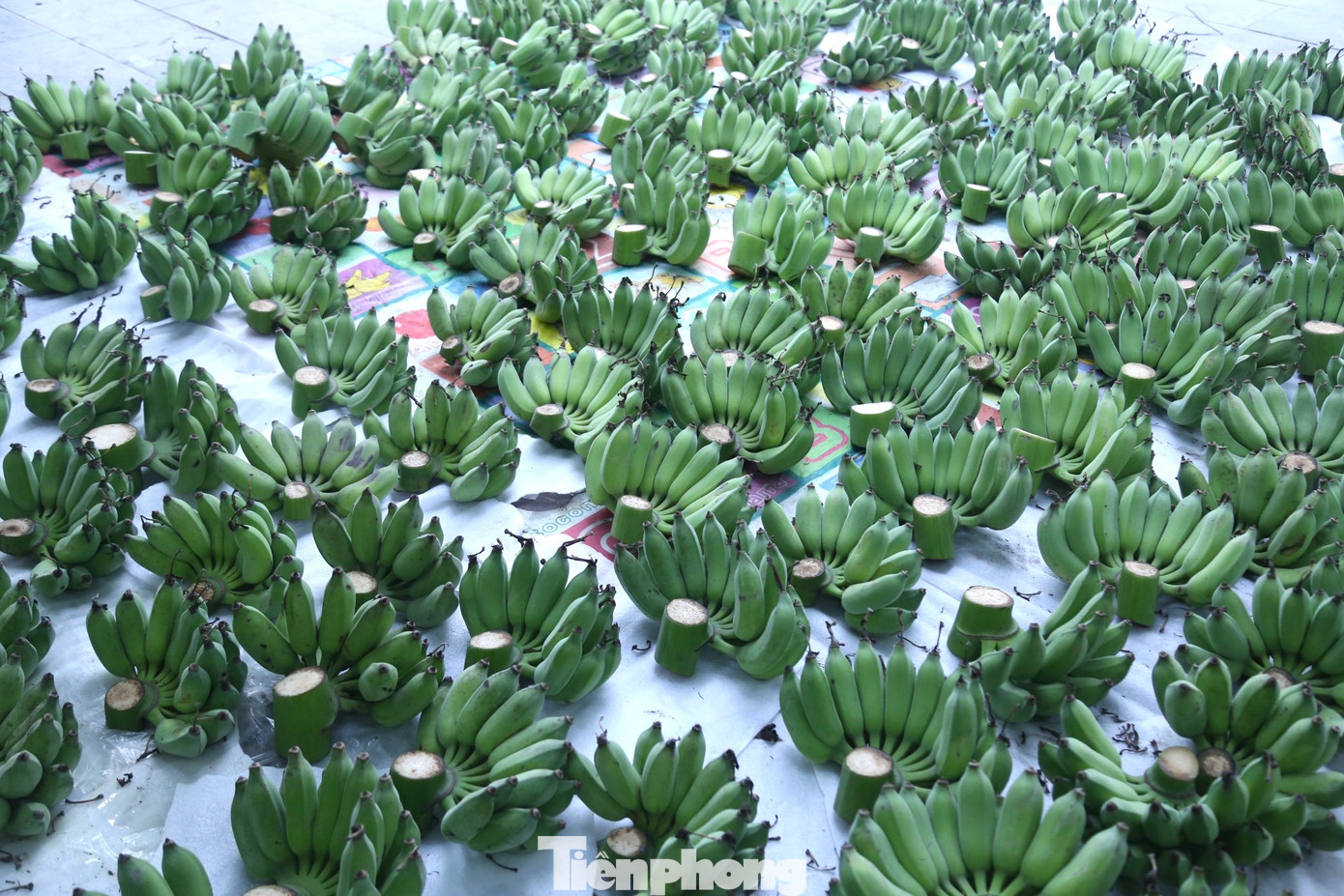 “Giá mỗi nải chuối dao động từ 100.000 - 200.000 đồng. Đắt nhất là những nải chuối lẻ, có râu, quả đều, đẹp có giá đến 250.000 - 300.000 đồng. Với những nải chuối lẻ 19 quả, nếu quả to có giá lên đến 600.000 đồng/nải; quả nhỏ hơn thì khoảng 400.000 đồng/nải. Tuy nhiên, cả buồng chuối may mắn mới có một nải lẻ 19 quả”, anh Giang chia sẻ. “Giá mỗi nải chuối dao động từ 100.000 - 200.000 đồng. Đắt nhất là những nải chuối lẻ, có râu, quả đều, đẹp có giá đến 250.000 - 300.000 đồng. Với những nải chuối lẻ 19 quả, nếu quả to có giá lên đến 600.000 đồng/nải; quả nhỏ hơn thì khoảng 400.000 đồng/nải. Tuy nhiên, cả buồng chuối may mắn mới có một nải lẻ 19 quả”, anh Giang chia sẻ.