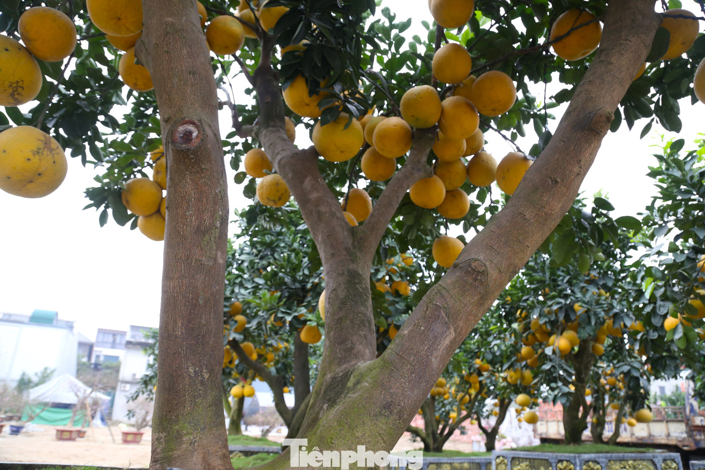 Gốc bưởi có 3 nhánh. Theo quan niệm, đây là thế Tam đa, tượng trưng cho 3 ông Phúc – Lộc – Thọ, mang lại may mắn, tài lộc, sức khỏe trong năm mới.