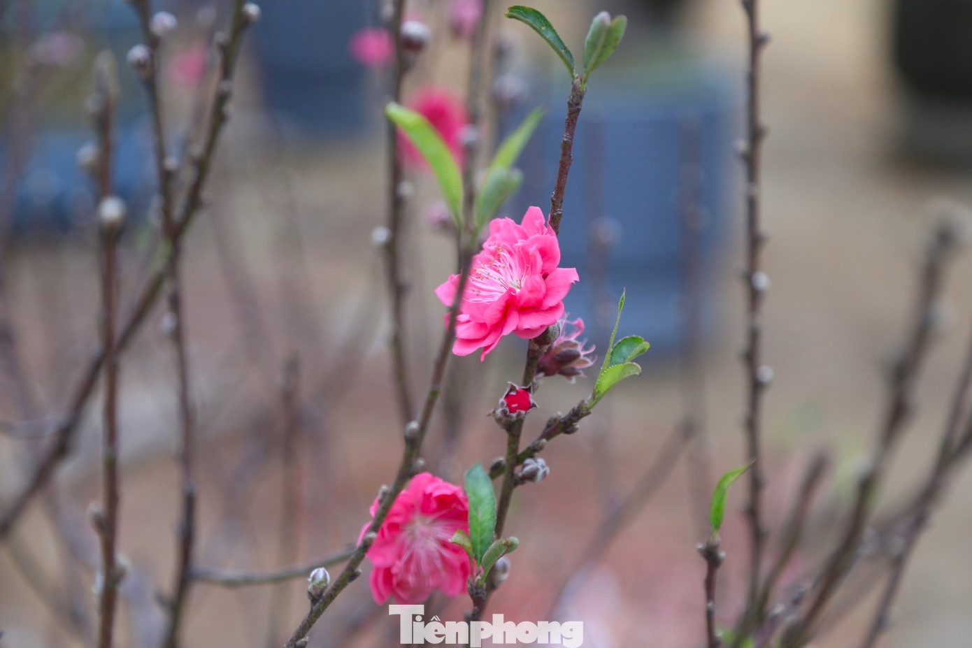 Hoa đào có màu sắc tươi tắn