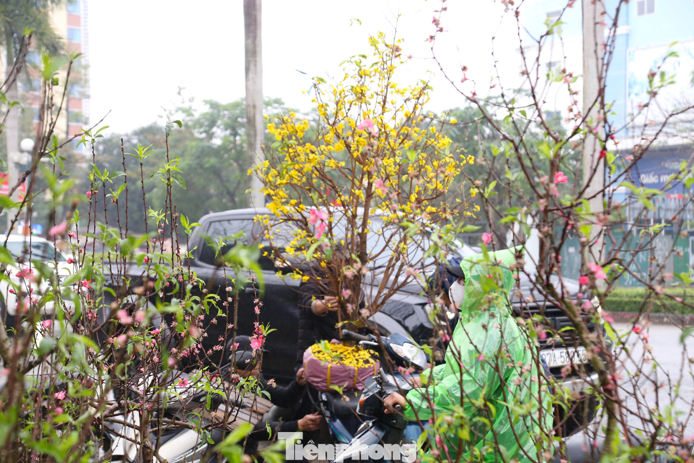 Nhiều người tìm được chậu cây cảnh ưng ý, dịch vụ chở thuê cây cảnh về tận nhà cũng đắt khách chiều 30 Tết.