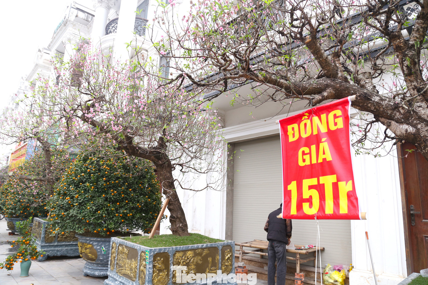 Những gốc đào, quất to, cao hơn 4m cũng treo biển đồng giá cho thuê 15 triệu đồng.