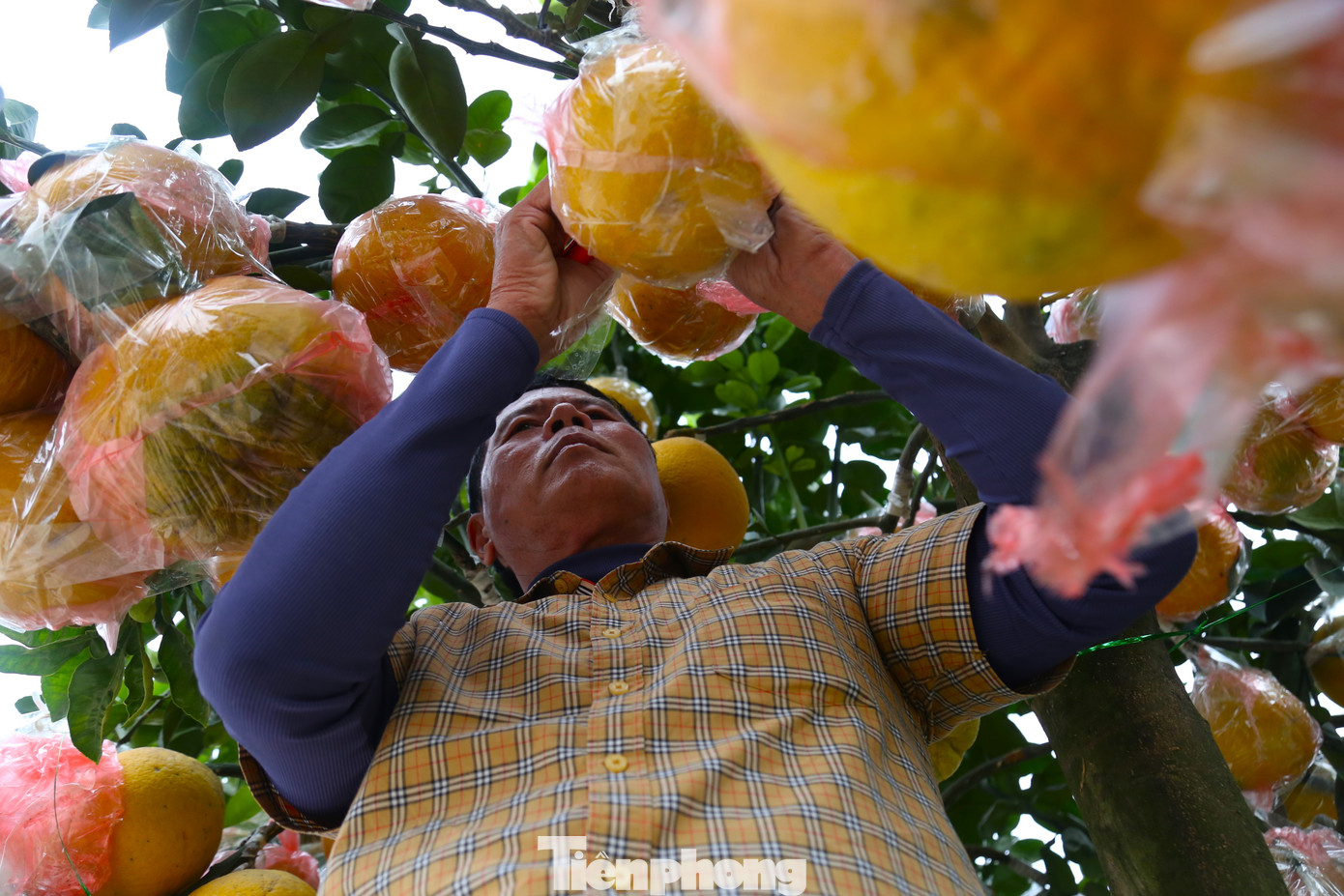 Bưởi Diễn đa số được đưa từ các tỉnh phía Bắc vào mỗi dịp Tết. Trong quá trình vận chuyển, quả bưởi được bọc kỹ để tránh rơi rụng.