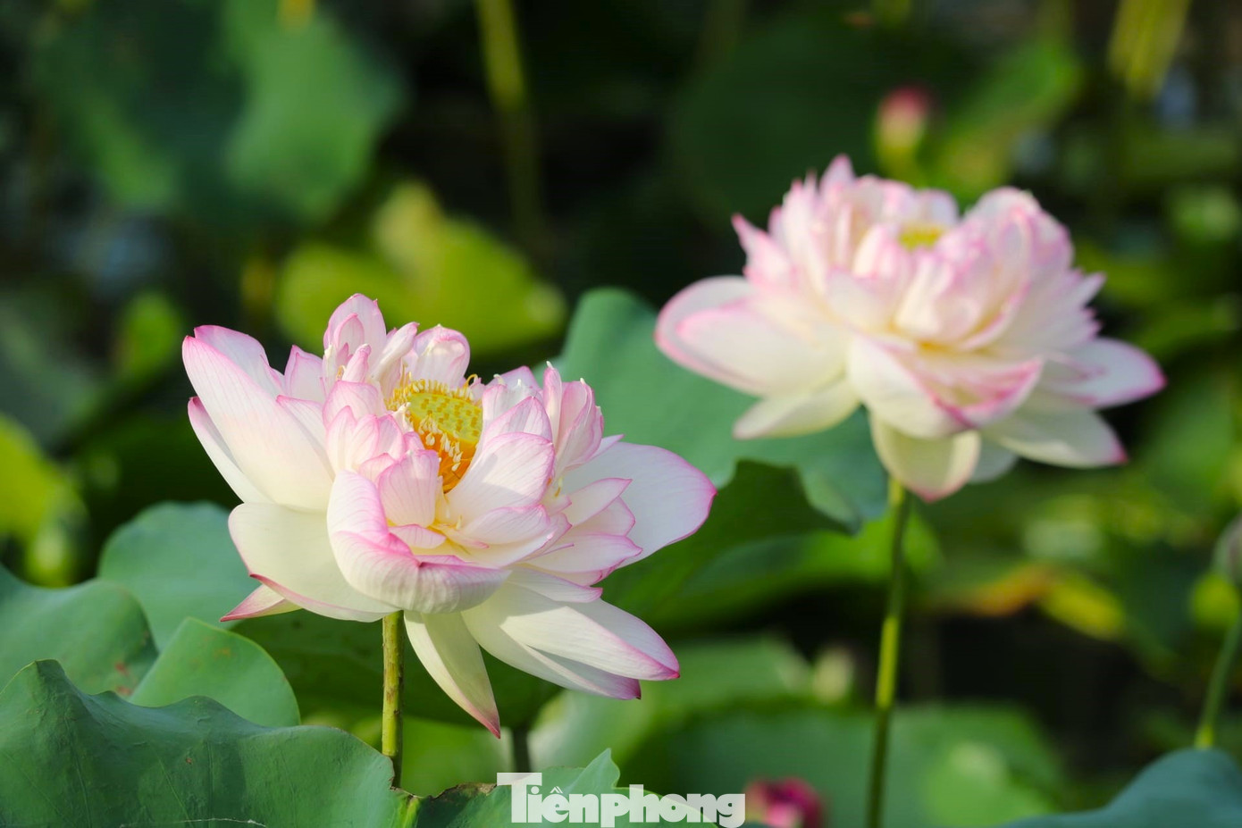 Ngoài giống sen thuần chủng vốn có từ lâu đời ở Kim Liên, những năm gần đây, Hợp tác xã Sen quê Bác đã đưa nhiều giống sen tốt ở các địa phương như Huế, sen cao sản, sen Đồng Tháp Mười... về trồng, tạo sự đa dạng của các loại sen trên quê Bác.