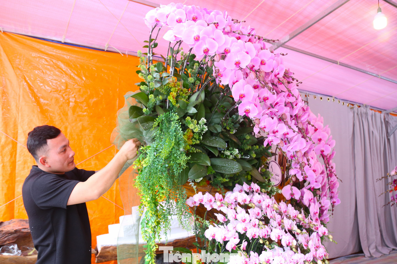 Những ngày này, trong các gian hàng bán hoa lan hồ điệp tại Nghệ An, thợ cắm hoa đang làm việc tất bật để phục vụ nhu cầu mua sắm hoa Tết của người dân. Để có những chậu lan hài hòa và đều màu, người thợ yêu cầu phải có thẩm mỹ tốt, khéo léo và sáng tạo. Những ngày này, trong các gian hàng bán hoa lan hồ điệp tại Nghệ An, thợ cắm hoa đang làm việc tất bật để phục vụ nhu cầu mua sắm hoa Tết của người dân. Để có những chậu lan hài hòa và đều màu, người thợ yêu cầu phải có thẩm mỹ tốt, khéo léo và sáng tạo.