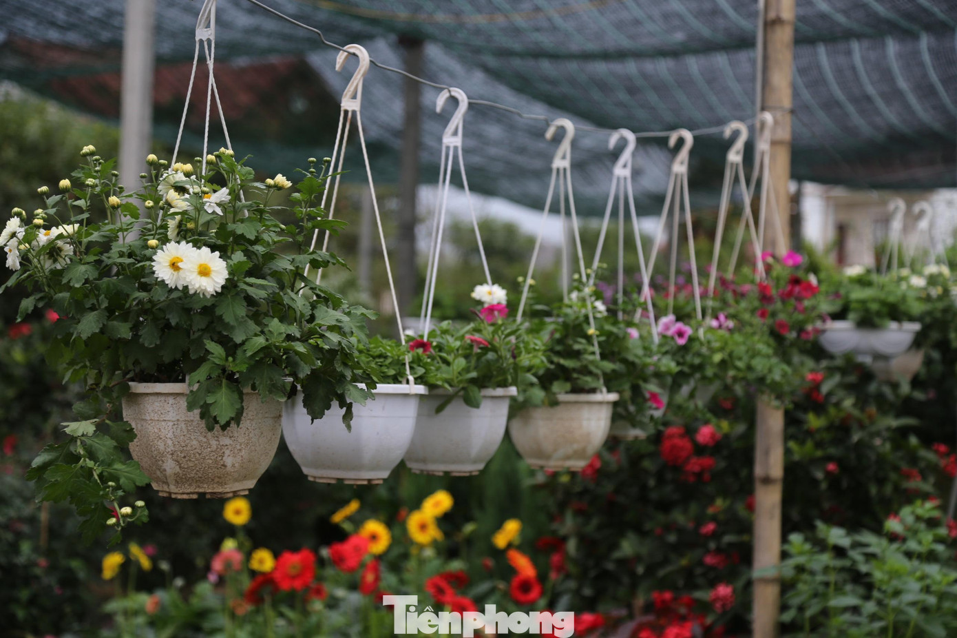 Chị Trần Thị Hà, chủ cửa hàng hoa Minh Hà cho biết: “Năm nay các loài hoa rất phong phú và đa dạng. Đa số là nhập về từ Hà Nội, Đà Lạt… Ngoài ra, nhiều loại hoa xuất xứ từ các vườn hoa lân cận thành phố Vinh như Nghi Liên, Nghi Ân…”.