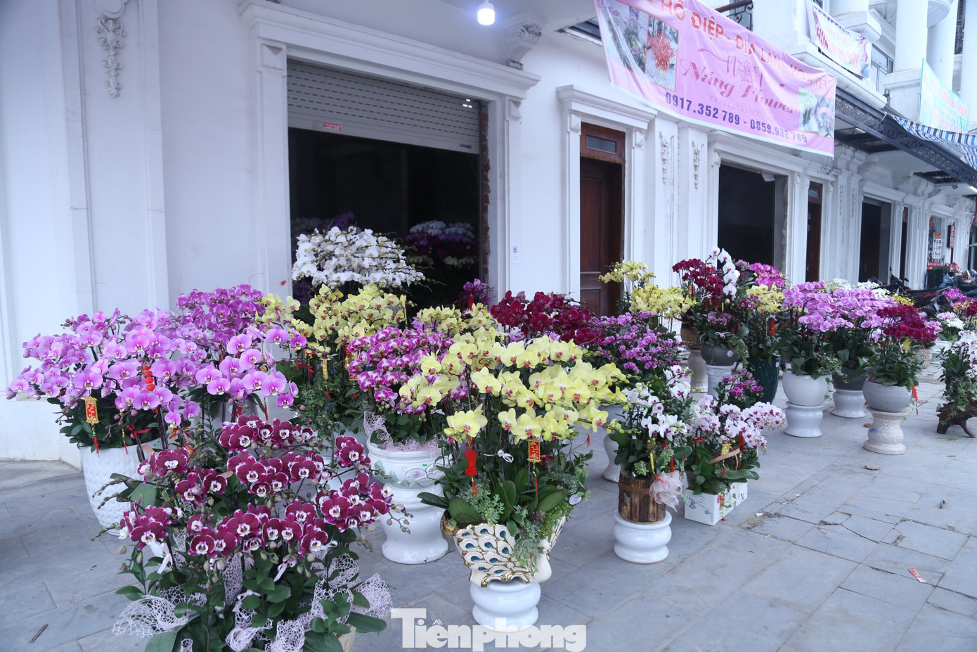 Dịp Tết này, anh Nguyễn Công Hà - chủ một shop hoa ở TP Vinh, Nghệ An nhập - về hơn 15.000 bầu lan. Anh Hà cho biết, xu hướng chơi lan Hồ điệp dịp Tết ngày càng tăng bởi ngoài đẹp, màu sắc tươi tắn, bắt mắt thì các chậu lan được thiết kế theo các thế khác nhau với yêu cầu của người chơi. Đặc biệt, lan Hồ điệp rất bền, chơi được 2-3 tháng. Dịp Tết này, anh Nguyễn Công Hà - chủ một shop hoa ở TP Vinh, Nghệ An nhập - về hơn 15.000 bầu lan. Anh Hà cho biết, xu hướng chơi lan Hồ điệp dịp Tết ngày càng tăng bởi ngoài đẹp, màu sắc tươi tắn, bắt mắt thì các chậu lan được thiết kế theo các thế khác nhau với yêu cầu của người chơi. Đặc biệt, lan Hồ điệp rất bền, chơi được 2-3 tháng.