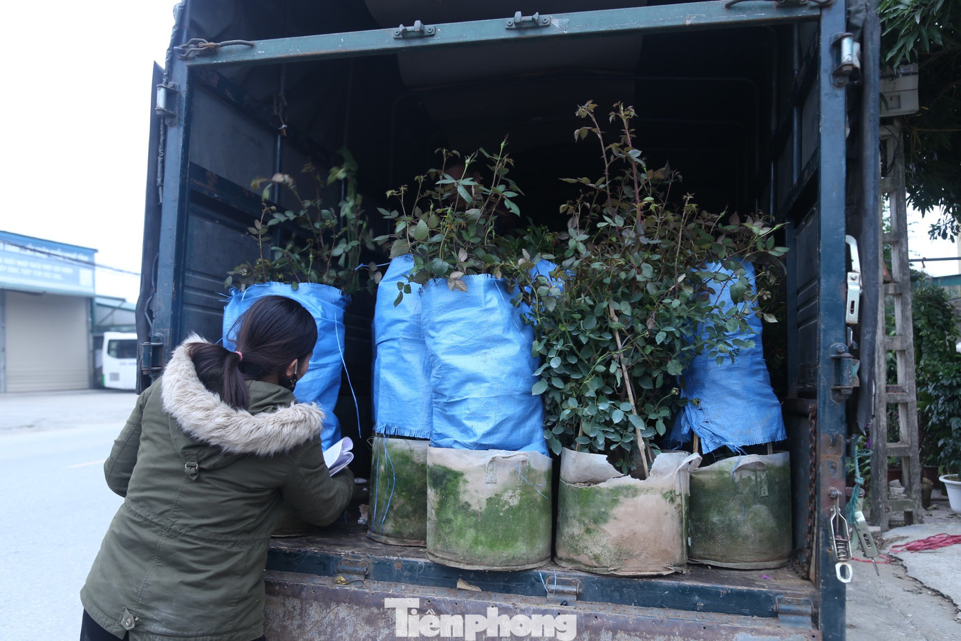 Những ngày này, tại làng hoa Kim Phúc nườm nượp xe tải chở hoa, cây cảnh đến