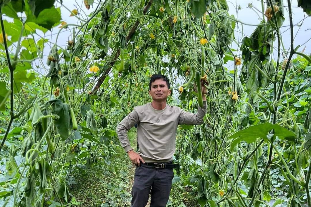 Ông Huynh bên ruộng bí bị kẻ gian chặt gốc. Ông Huynh bên ruộng bí bị kẻ gian chặt gốc.