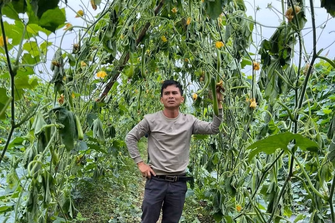 Ông Huynh bên ruộng bí bị kẻ gian chặt gốc.