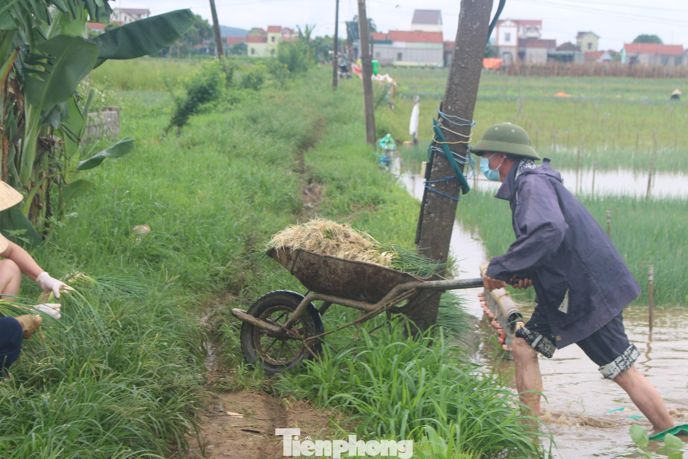 Thu hoạch đến đâu, bà con vận chuyển lên bờ bán cho thương lái Thu hoạch đến đâu, bà con vận chuyển lên bờ bán cho thương lái