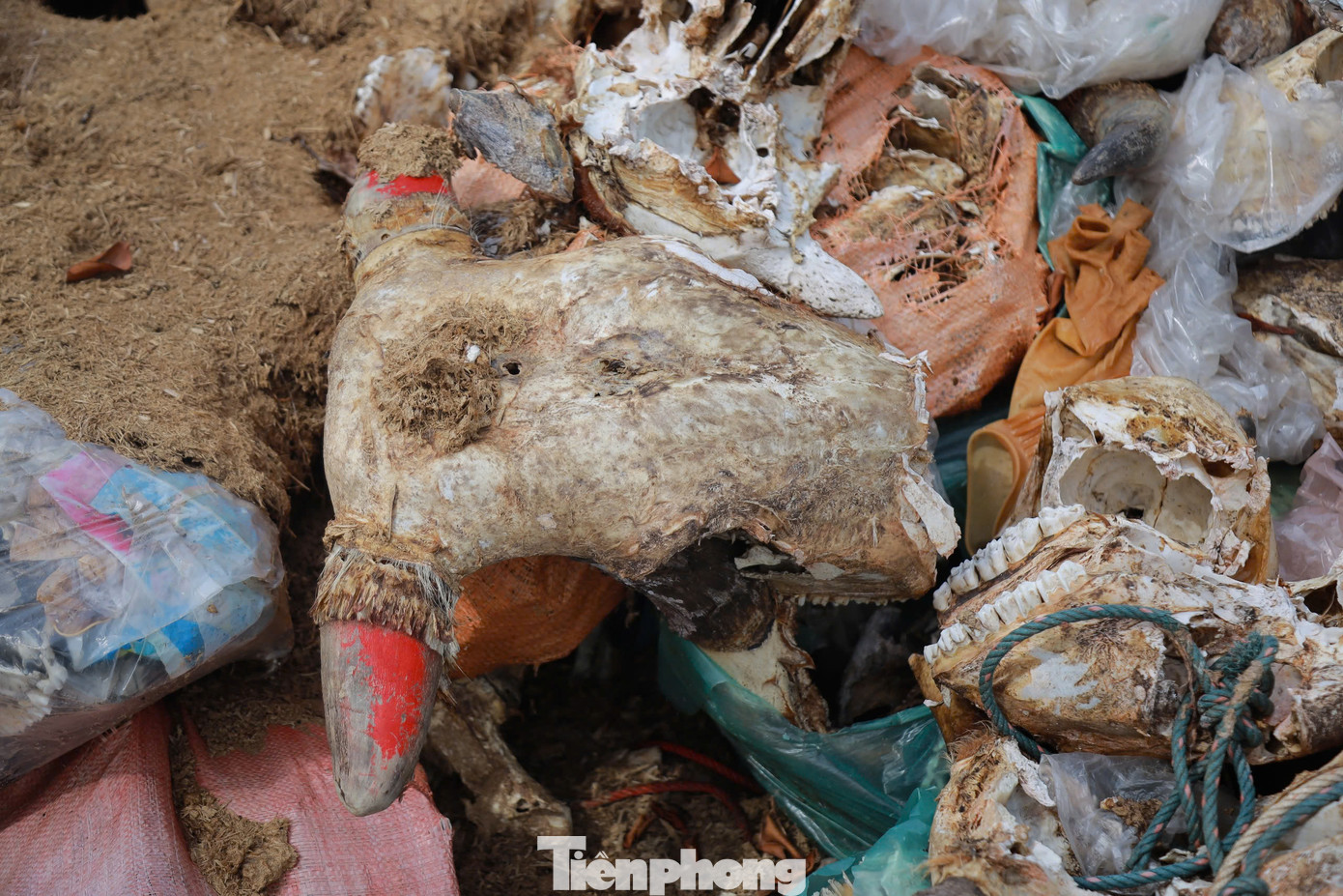 Theo ghi nhận, đầu trâu, bò và những phế phẩm sau khi giết mổ bị vứt bỏ bừa bãi tại đây với mức độ phân hủy khác nhau. Có những bộ phận, đã phân hủy hết chỉ còn lại ít da và 2 chiếc sừng.