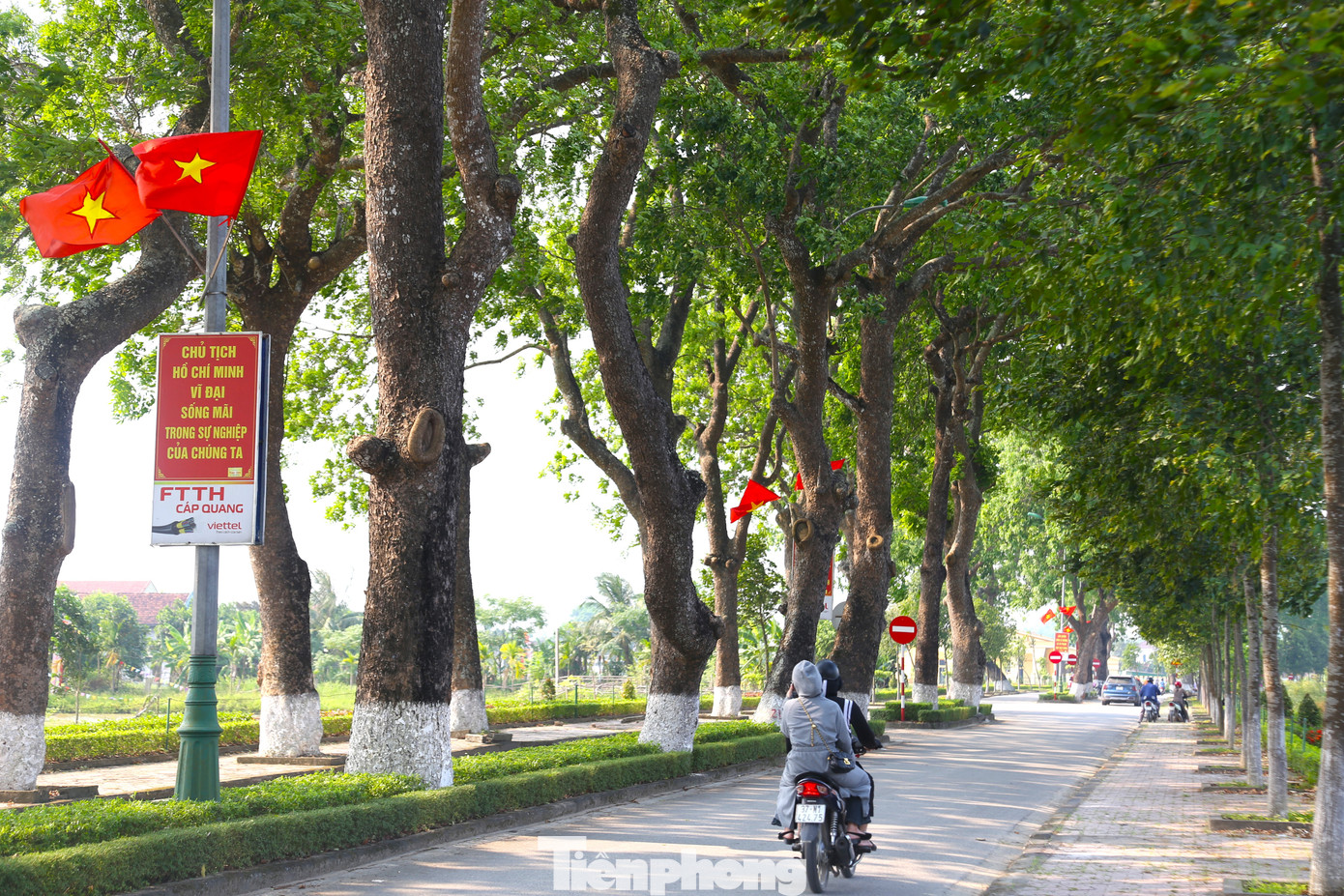 Những ngày tháng 5 vào dịp ngày sinh Chủ tịch Hồ Chí Minh, hàng cây xà cừ được trồng hơn nửa thế kỷ vẫn tỏa bóng mát.