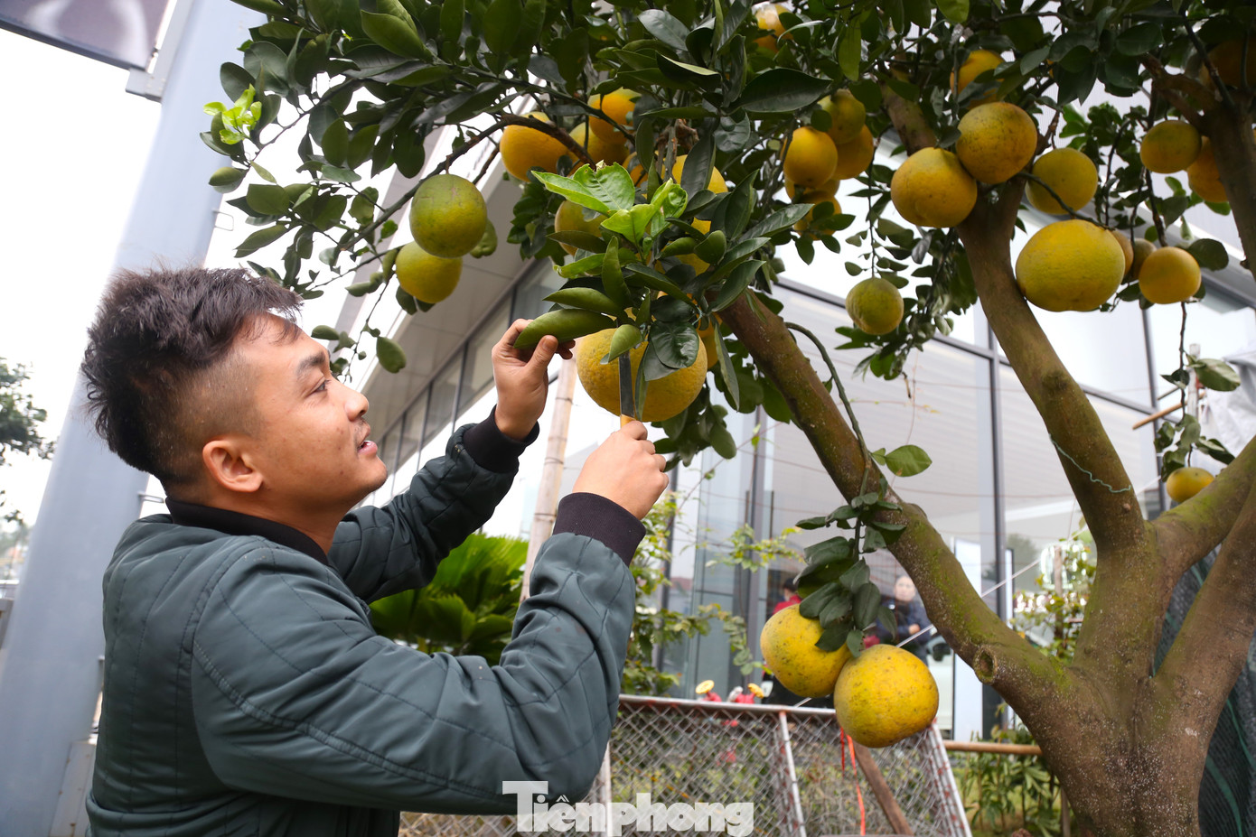 Anh Trần Đức Bảo - chủ một điểm bán cây cảnh trên đường Đại lộ Lê Nin, TP Vinh cho biết: “Bưởi Diễn là loại cây cảnh chuyên chơi Tết, màu vàng ươm, hương thơm thoang thoảng. Bình thường, khi ra trái chỉ đạt 30 - 50 quả, tuy nhiên để phục vụ nhu cầu chơi Tết, những cây bưởi được cấy ghép lên đến cả trăm quả. Tùy vào dáng, thế sẽ có giá từ chục triệu đến cả trăm triệu đồng. Khách ưu tiên chọn những cây bưởi có hoa, nhiều lộc và sai quả”.