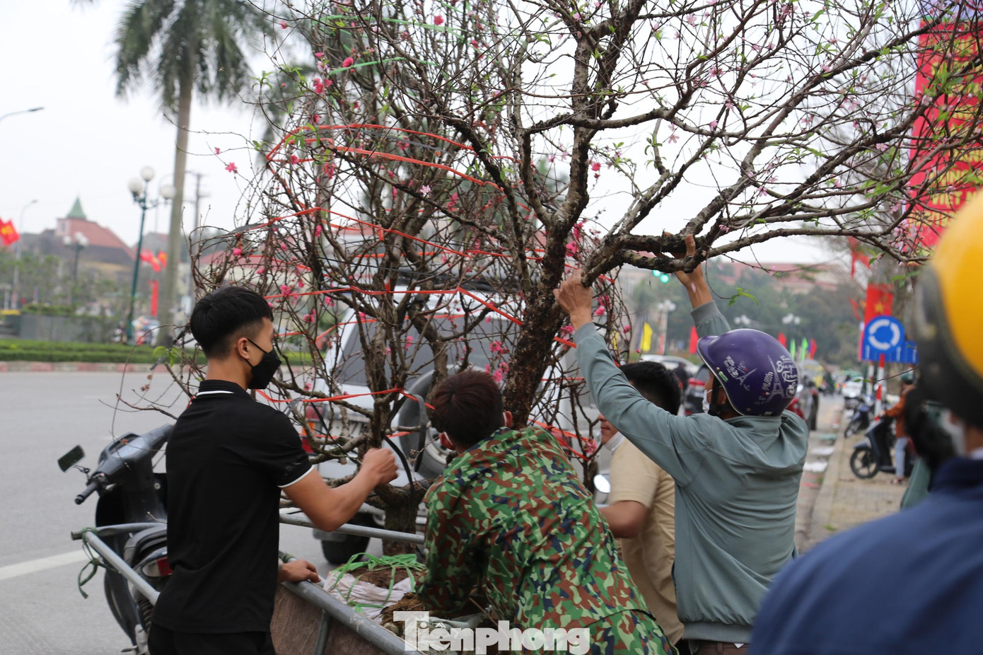 Anh Nguyễn Công Minh (41 tuổi, trú phường Hà Huy Tập, TP Vinh) tất bật vận chuyển đào lên xe kéo. Anh cho hay, càng về những ngày sát Tết, lượng người mua đào, quất càng nhiều. Một ngày anh vận chuyển trên dưới 20 chuyến.